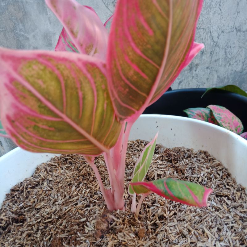 aglaonema khanza indukan