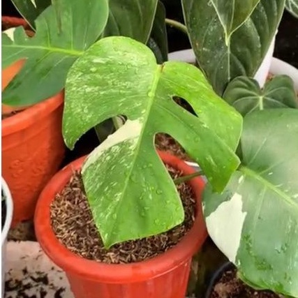 Monstera varigata monvar mewah monvar monsvar variegata deliciosa king murah