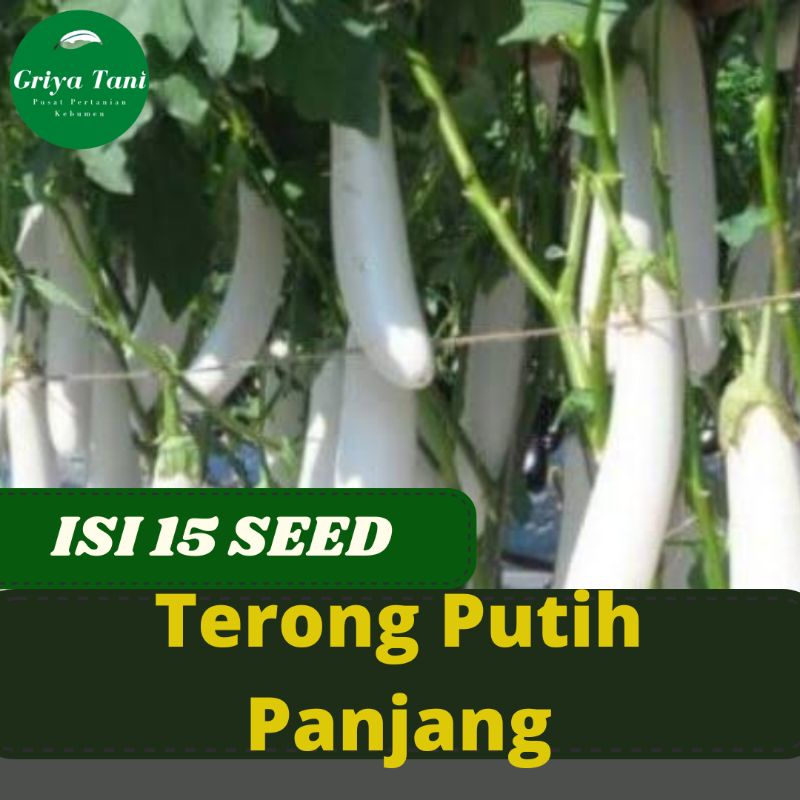 15 Benih Bibit Terong Putih Panjang Benih Sayur Terong Putih Panjang Unggul Berkualitas