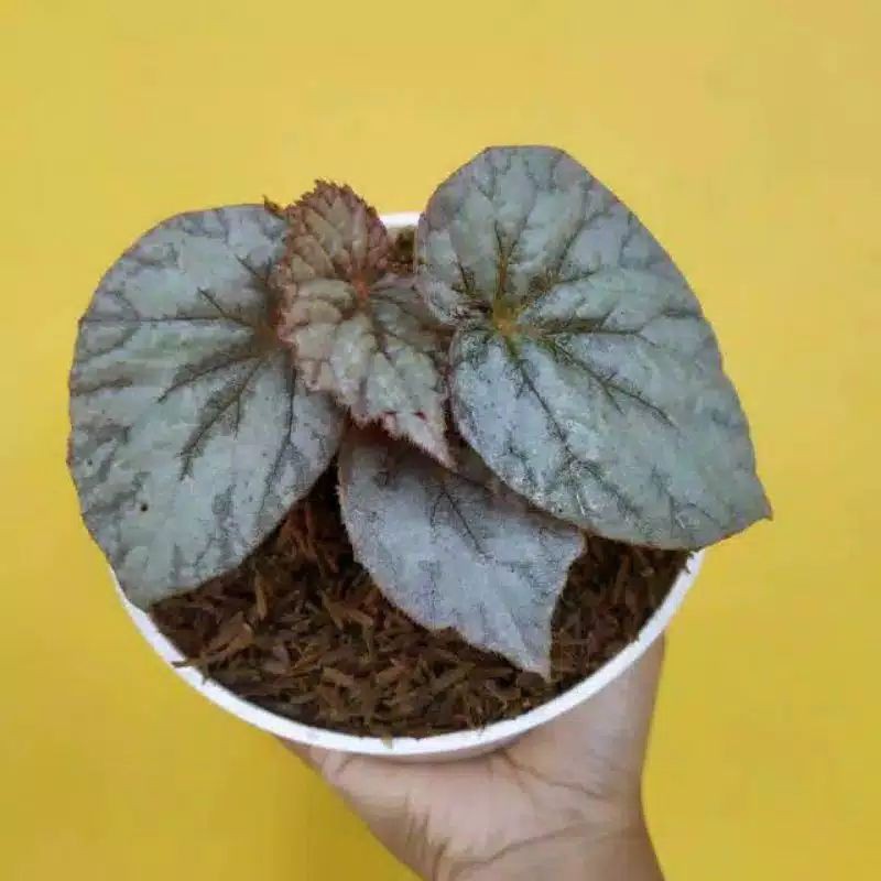 TANAMAN HIAS BEGONIA SILVER DOLLAR