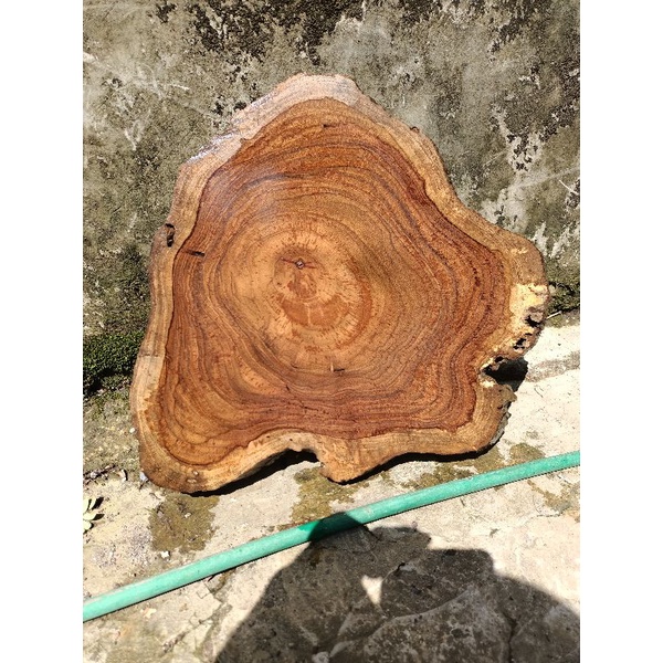 Teak Wood Slice / Potongan Kayu Jati Hitam Full Galih Unik 25-30cm