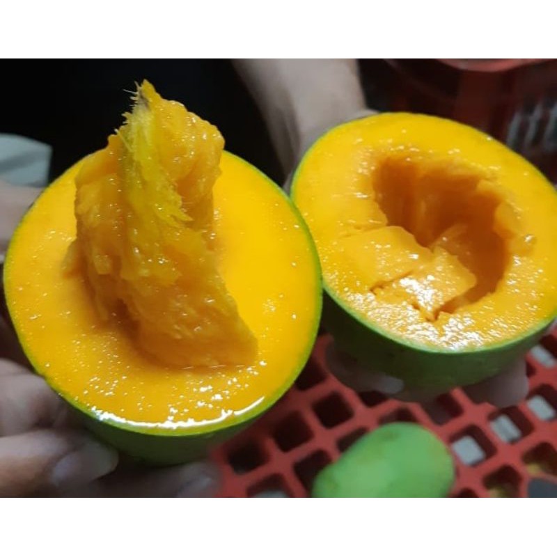 

Mangga Harumanis Tua Pohon