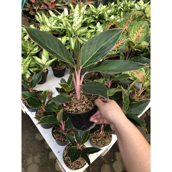 Aglaonema Flamingo