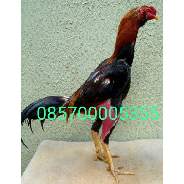 Telor Tetas Fertil Ayam Pakhoe ORI Trah import pukul Brakot