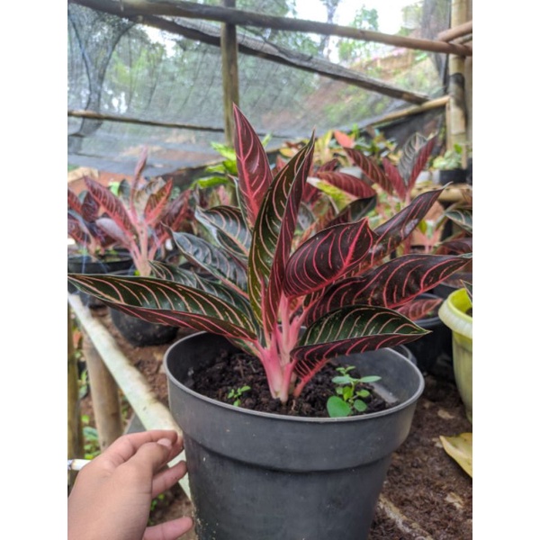 [ Original ] Bibit Anakan Aglonema Pride of Sumatra  Red Sumatra 1-4 Daun
