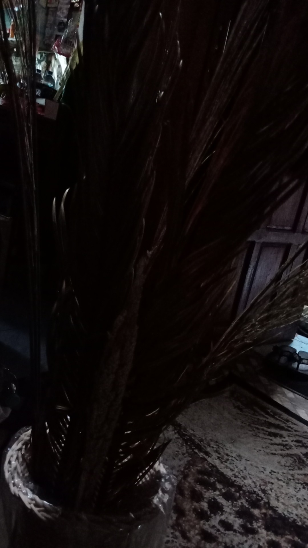 Daun Kering#sikas#mawar Jambe Original