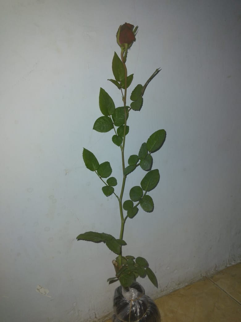 Tanaman Hias Mawar Tanpa Duri