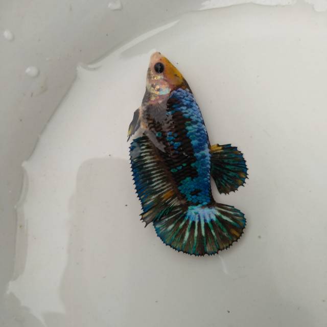 Female yellow fancy koi