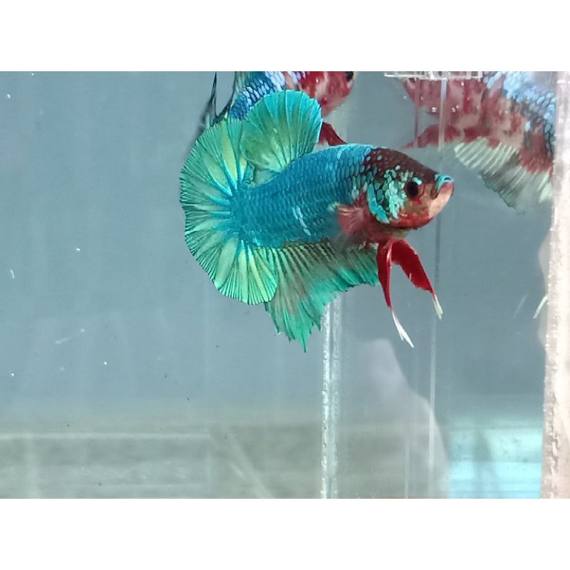 Ikan Cupang/Betta Fish/Ikan Cupang FCCP
