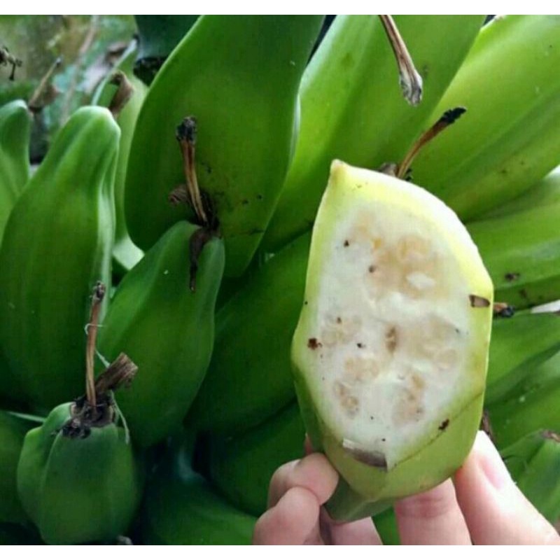 bibit tanaman pisang batu/ bibit pohon pisang batu/pisang klutuk/pisang manggala