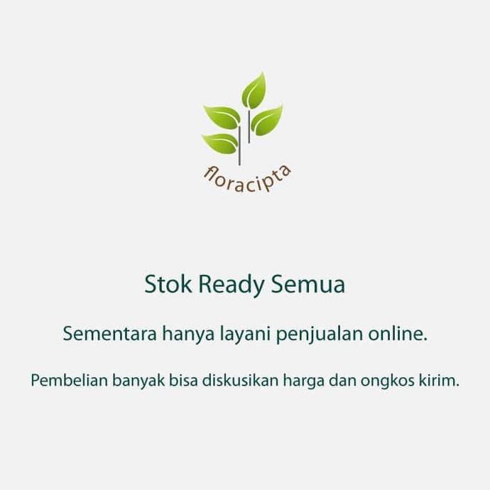 Pohon Buni Bibit Buah Huni Tanaman Langka Unik Untuk Bahan Rujak I9F