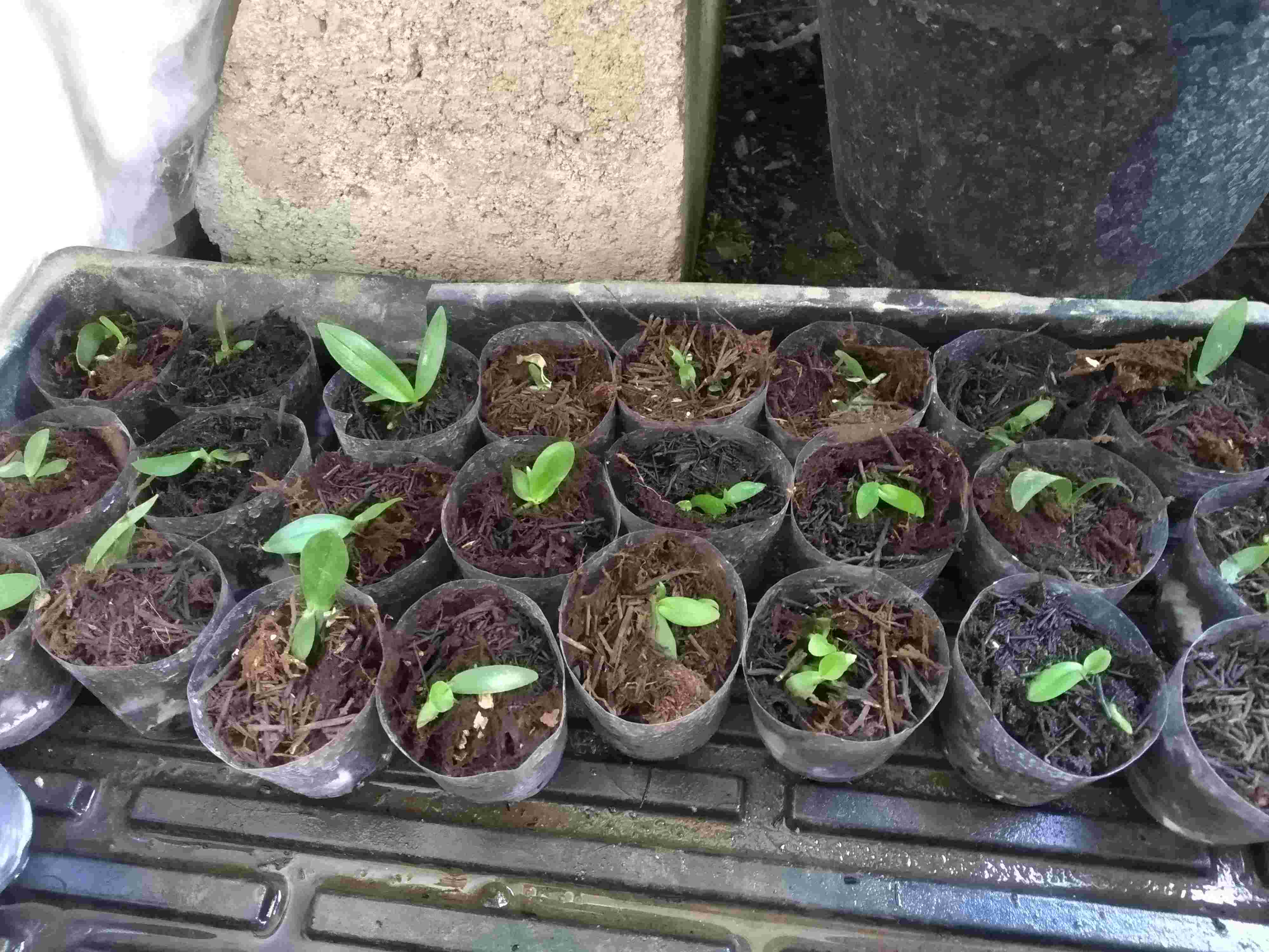 Antracol 70wp 250gr - 500gr