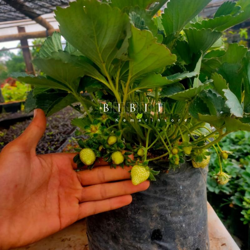 Bibit Tanaman Buah Strawberry California Dewasa Rimbun Siap Berbuah