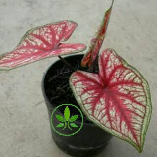  Tanaman  Hias Keladi Merah Langka  Caladium SP Hias Daun 