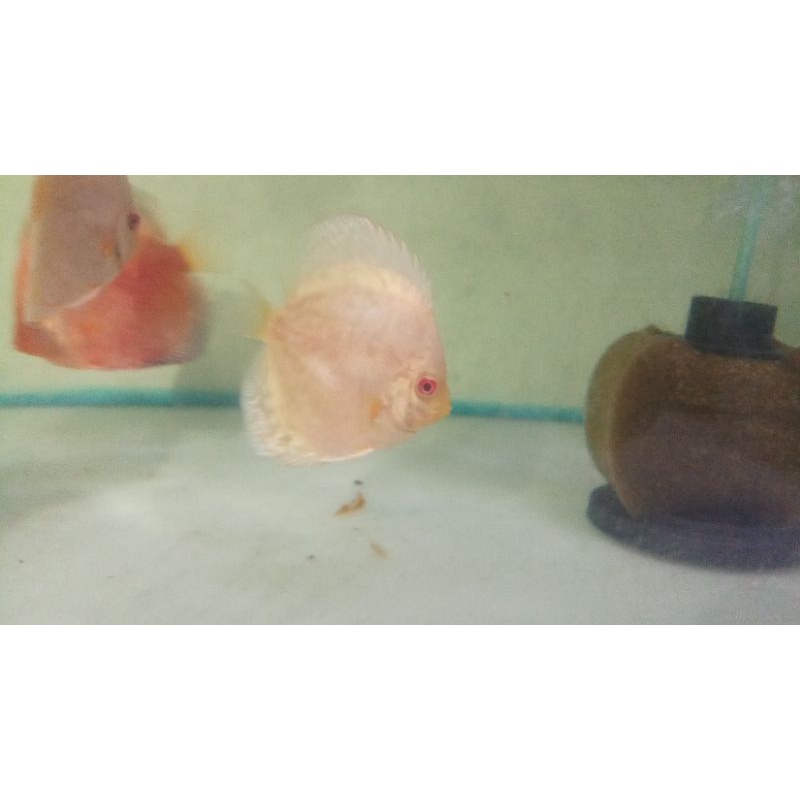 Ikan discus Albino wb dan albino platinum size 2inc (pesanan) 2ek