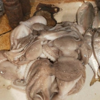 Gurita segar per 500 gram