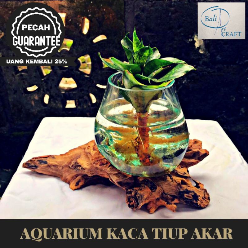 Akuarium Ikan Cupang Ukuran L /  Unik Kaca Tiup dan Akar / POT/ Aquarium Asli Bali / GLASSWOOD