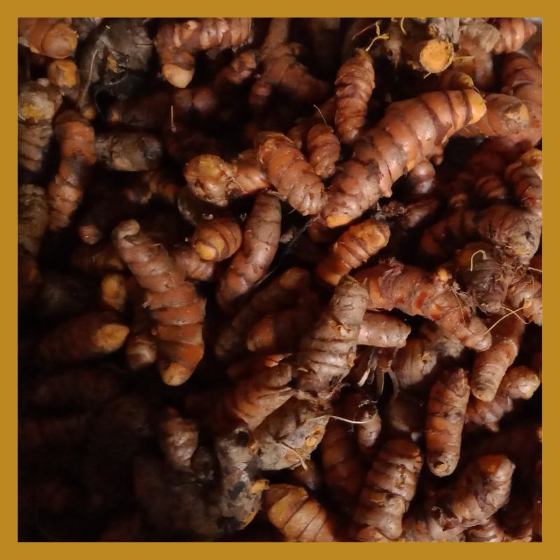 

Kunyit/kunir kuning 1 kg baik