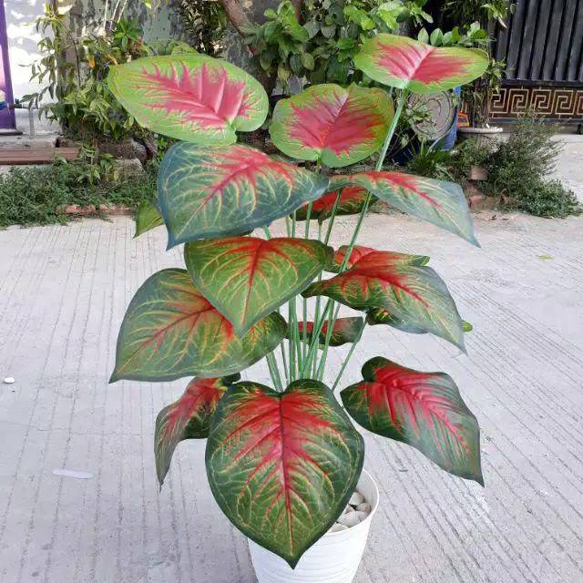 Tanaman hias plastik keladi merah //Keladi merah artificial jumbo pot tawon panjang /keladi merah de
