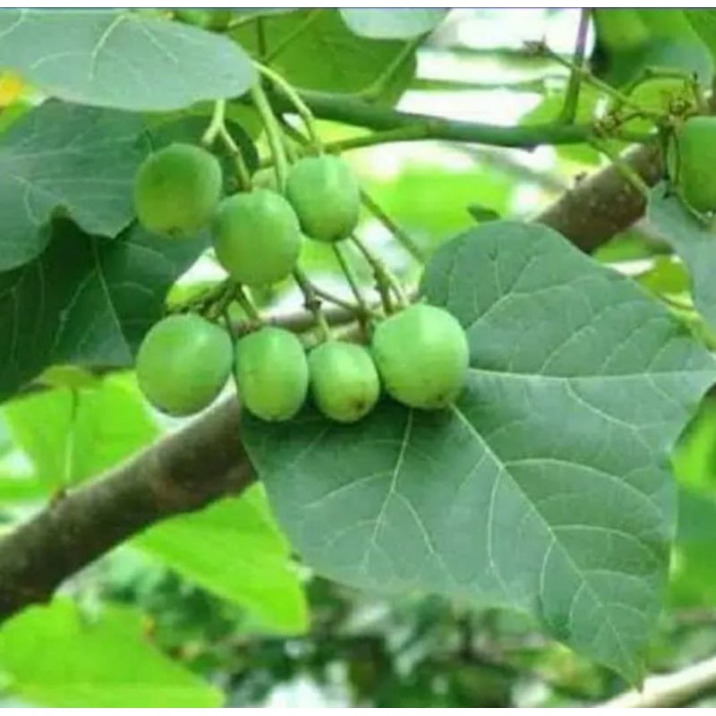 

[Fresh] BIBIT JARAK BIBIT STEK TANAMAN JARAK PAGAR SUDAH BERAKAR