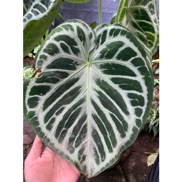 ANTHURIUM SILVER BLUSH X DORAYAKI GIANT