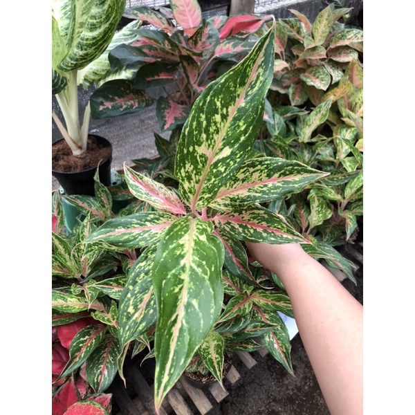 Aglaonema butterfly tunggal