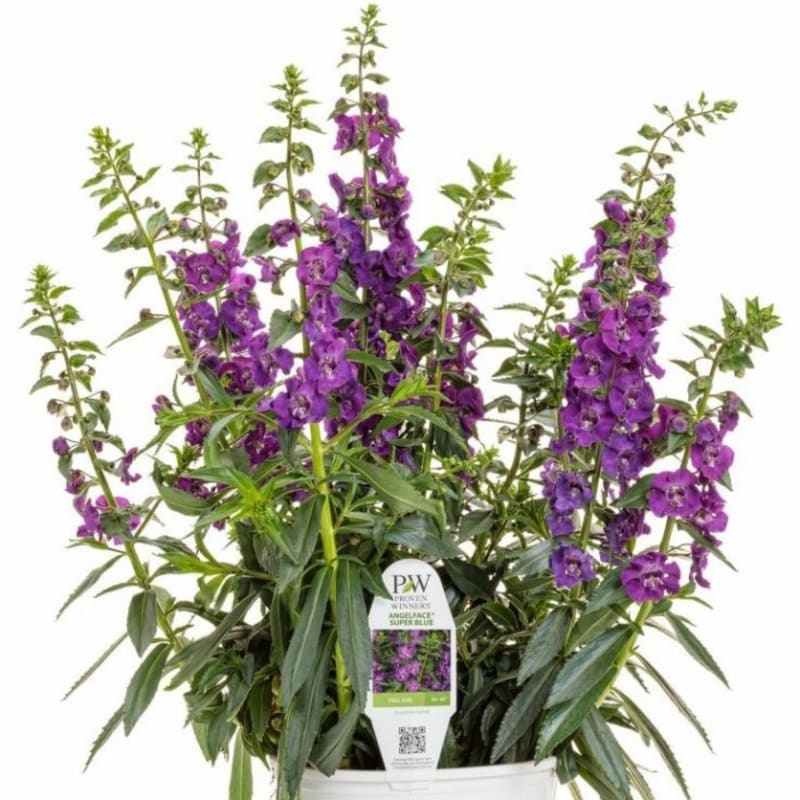 Lavender Angelonia / Tanaman Hias Hidup / Bunga Angonia