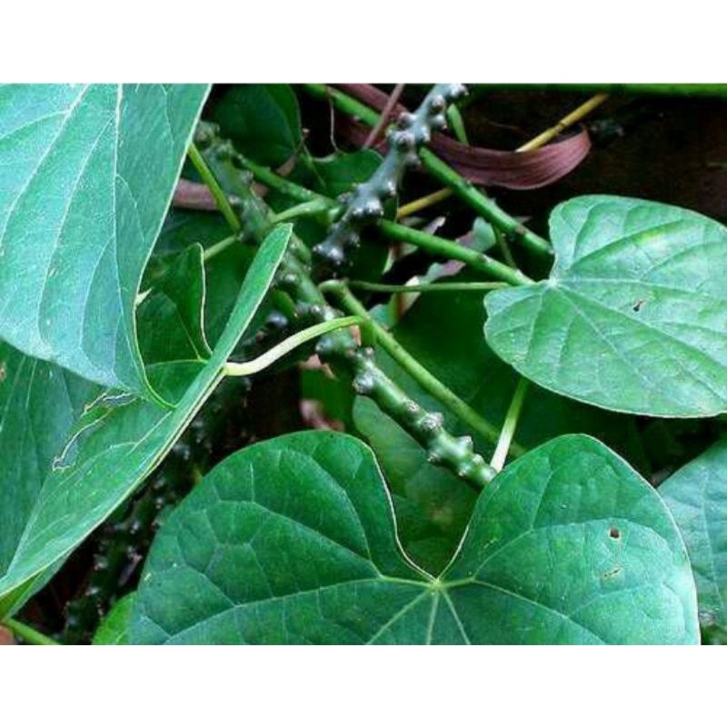 

daun brotowali fresh 50 gram