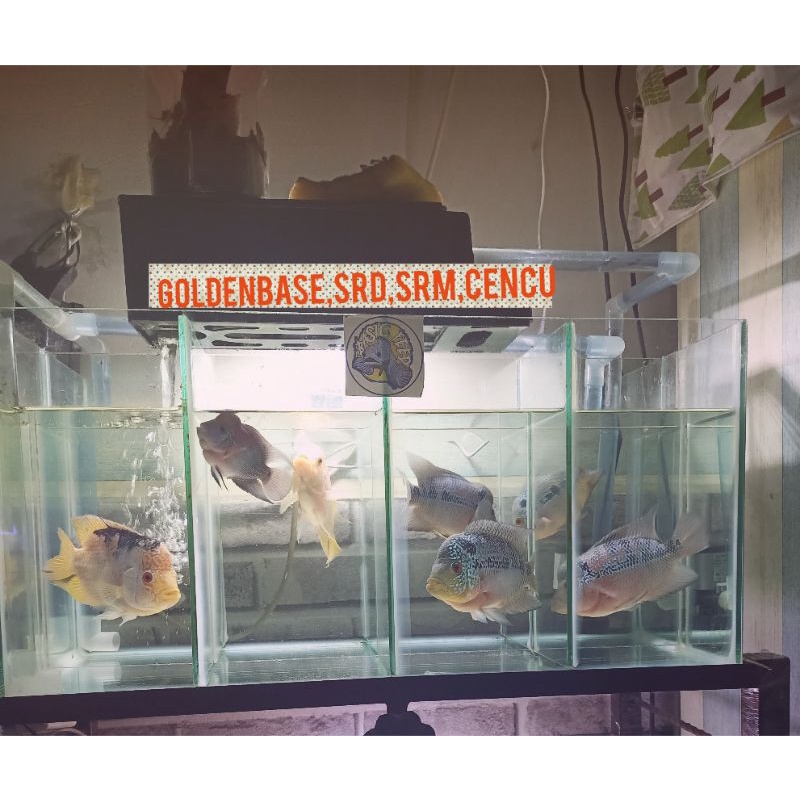 Louhan gen ori  SRD&Cencu