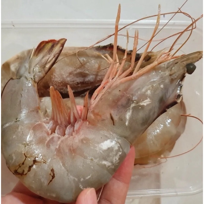 

Udang laut FREH size BESAR