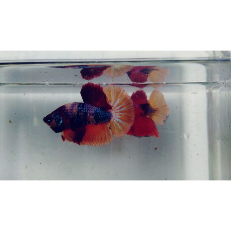 Cupang Nemo Paket 3 Ekor