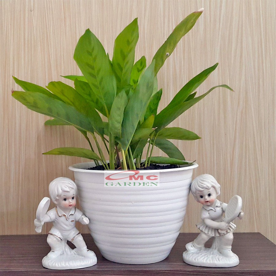 Tanaman Hias Calathea Leopardina Meranti Bambu Kalathea Kalatea Doa Meranti Daun Bambu CLT-L-001