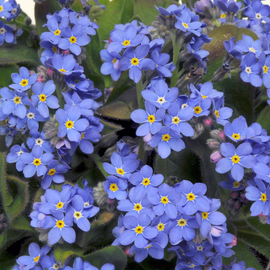 Benih-Bibit Bunga Forget Me Not (Haira Seed)