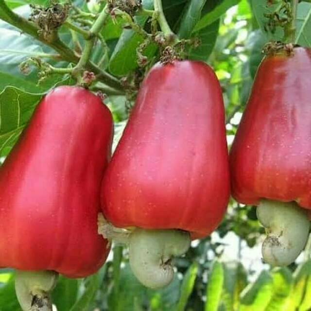 

Jambu mede