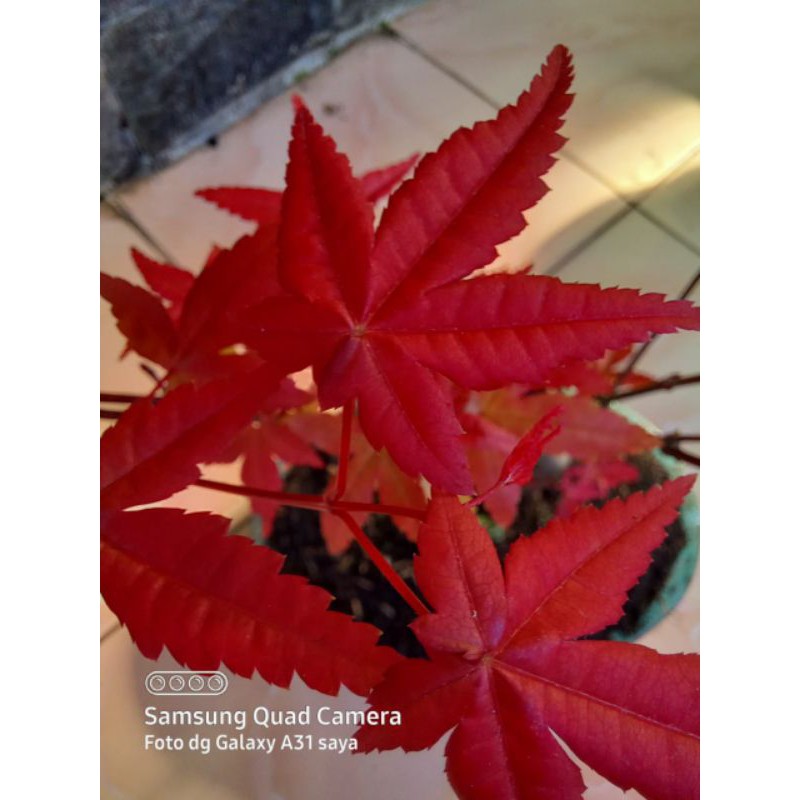 Japanese Red Maple
