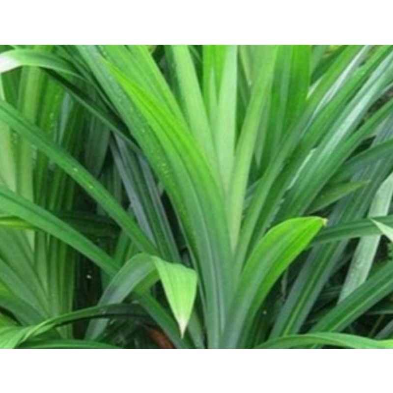 

Daun pandan 1 ikat (10 lembar)