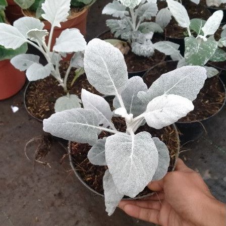 Silver dust daun besar - TANAMAN PUTRI SALJU / SILVER DUST DAUN LEBAR bunga kembang hias murah