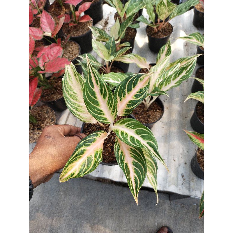 aglaonema pink sunset