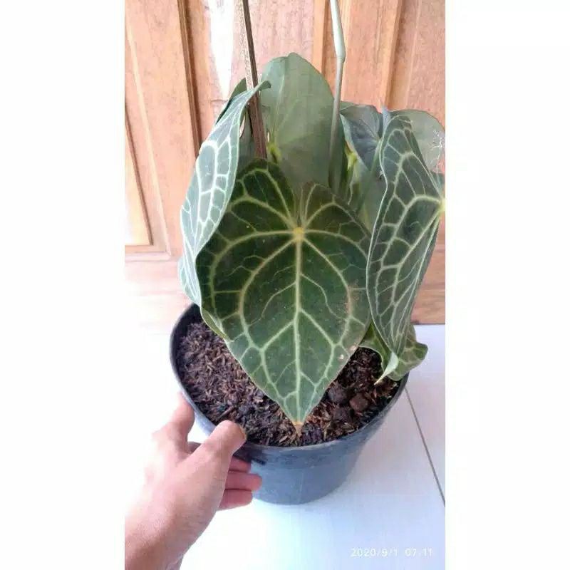 Kuping Gajah Karet Tarantuna