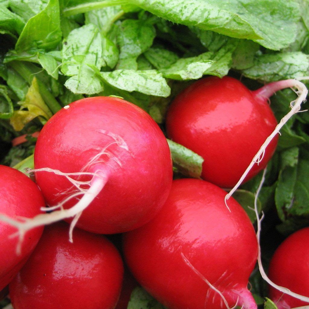 Benih Bibit Biji - Radish Scarlet Globe (Raphanus sativus) Lobak Bulat Merah Seeds - IMPORT