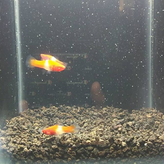 

IKAN HIAS PLATY SANTA CLAUSE