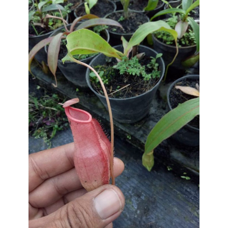 

mirabilis x rowanae