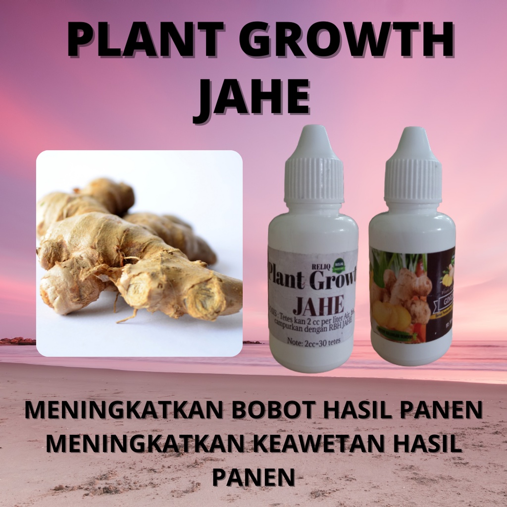 MERAH Pupuk Jahe Usia 5 Bulan RELIQ , Nutrisi Jahe Merah Apa