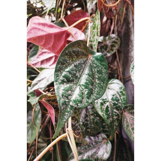 

(FRESH) Daun Sirih Merah / Obat Herbal Tradisional