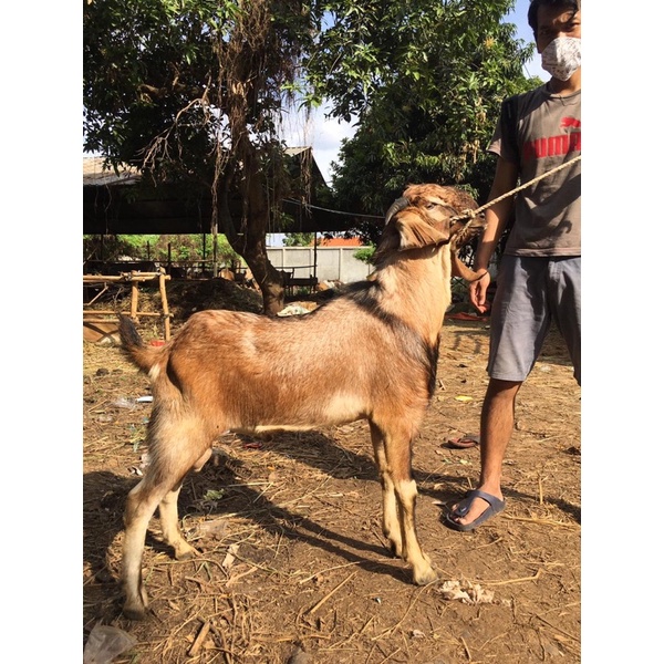 kambing Qurban super