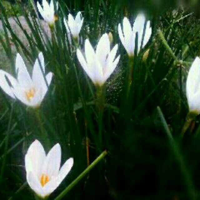 Bibit bunga Rain Lily putih