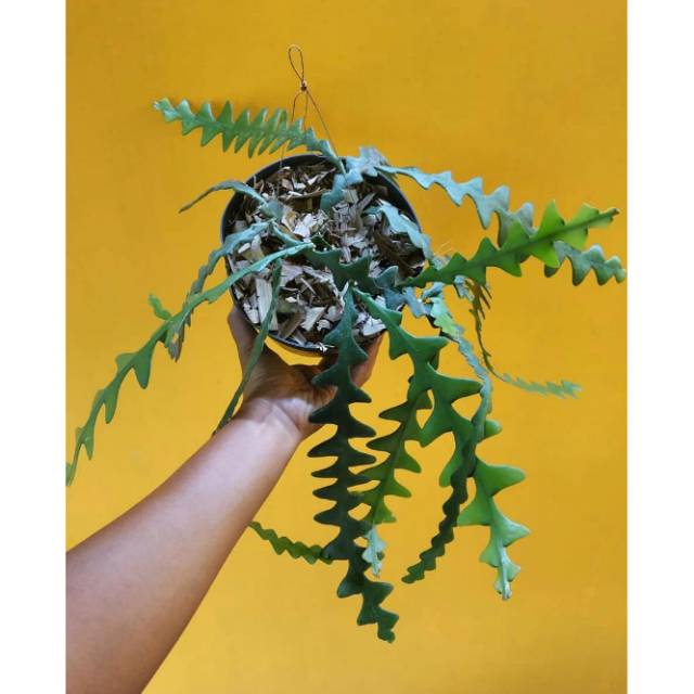 Tanaman gantung wijaya kusuma keris / wijaya kusuma keris / wijaya kusuma gergaji