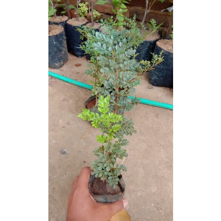 Bibit Bonsai Kawista batu // Bibit Tanman Bonsai Kawista