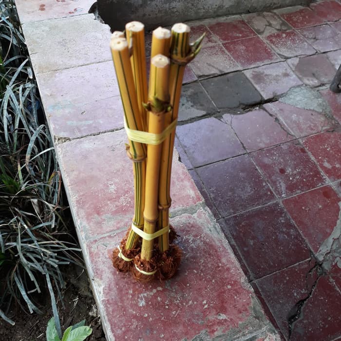 Jual Bibit batang Bambu kuning Mini