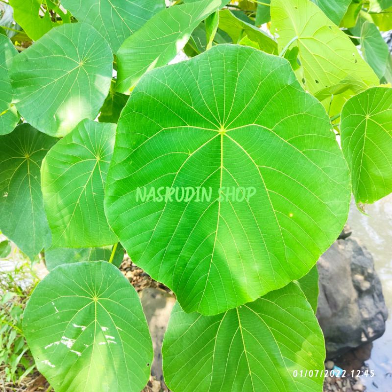 

[Fresh] DAUN MARA SEGAR MACARANGA TANARIUS DAUN KERAHAN